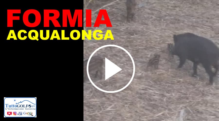 Formia, una famiglia di Cinghiali ad Acqualonga. Nuova segnalazione