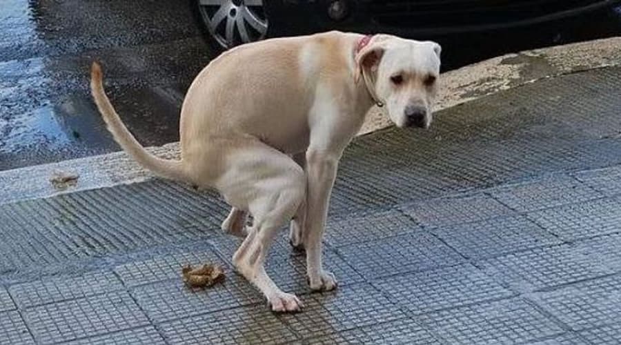 Gaeta, fioccano le multe per deiezioni canine, abbandoni o errati conferimenti di rifiuti