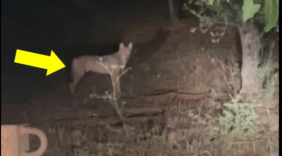 Il video dell'animale selvatico ripreso ad Itri. Lupo o cane lupo?