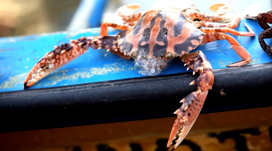 Il granchio crocifisso è in Italia e può pesare anche 1 kg. Ecco dove è stata trovata la specie aliena