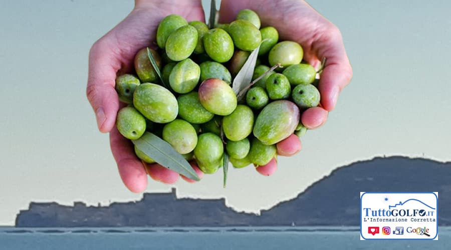 L'Oliva di Gaeta: sabato 7 ottobre il convegno promosso dalla Delegazione Formia Gaeta dell'Accademia italiana della Cucina