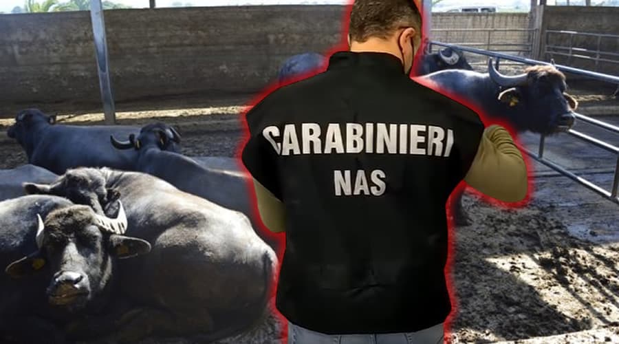 MALTRATTAMENTI DI ANIMALI: CHIUSA AZIENDA IN PROVINCIA DI LATINA