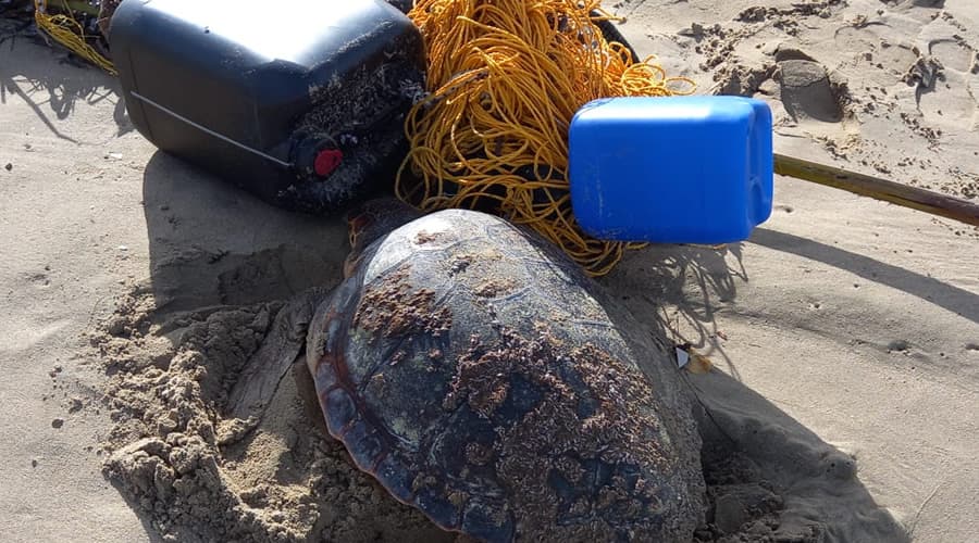 Tartaruga caretta caretta impigliata in una rete. Salvata dai carabinieri forestali