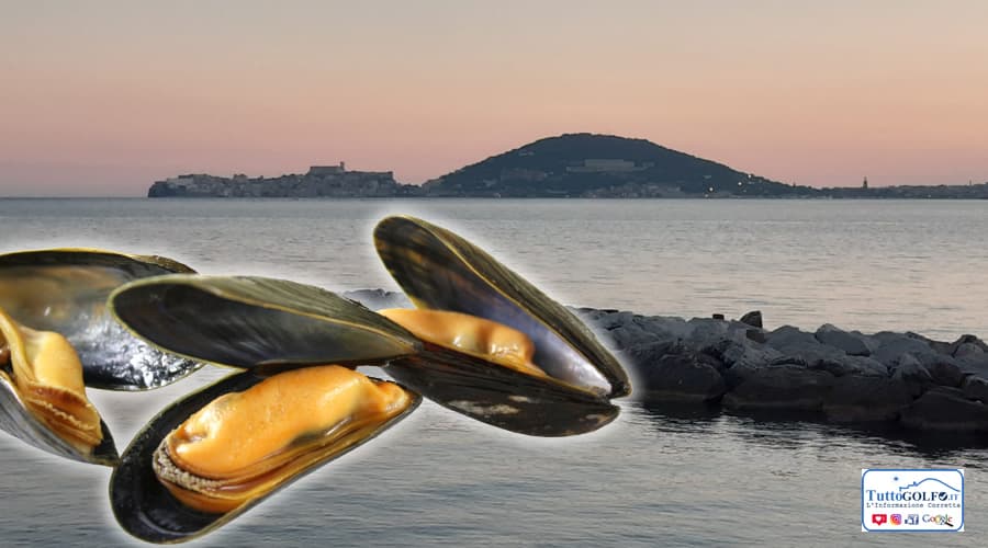 La cozza di Gaeta protagonista nella web serie “Viaggio nel gusto” prodotta dal Consorzio Industriale e dal Gambero Rosso