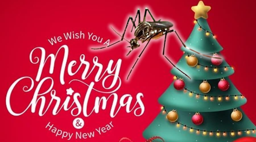 Zanzare fino a Natale. L'allarme lanciato dal presidente del SIMA