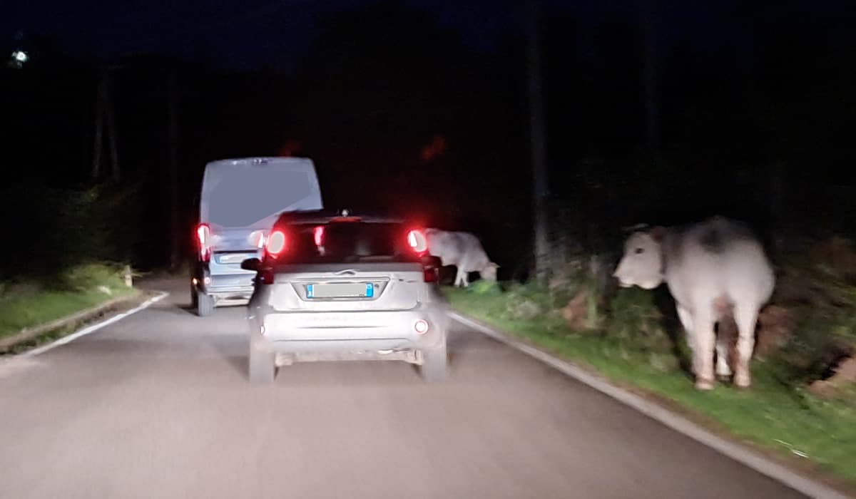 Mucche in strada sulla Sperlonga Itri. I cartelli ne segnalano la presenza. Moderare la velocità