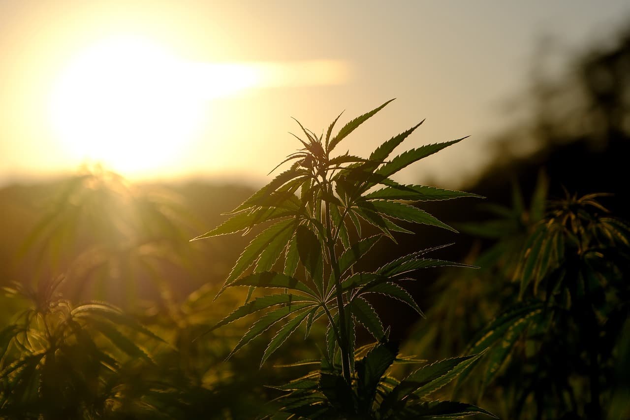 Cannabis terapeutica: il Parlamento ucraino approva