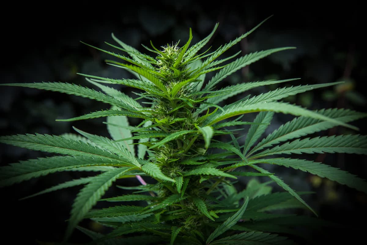 La crescente industria dell'erba e dell'hashish legale in Italia: tra sviluppo economico e sfide normative