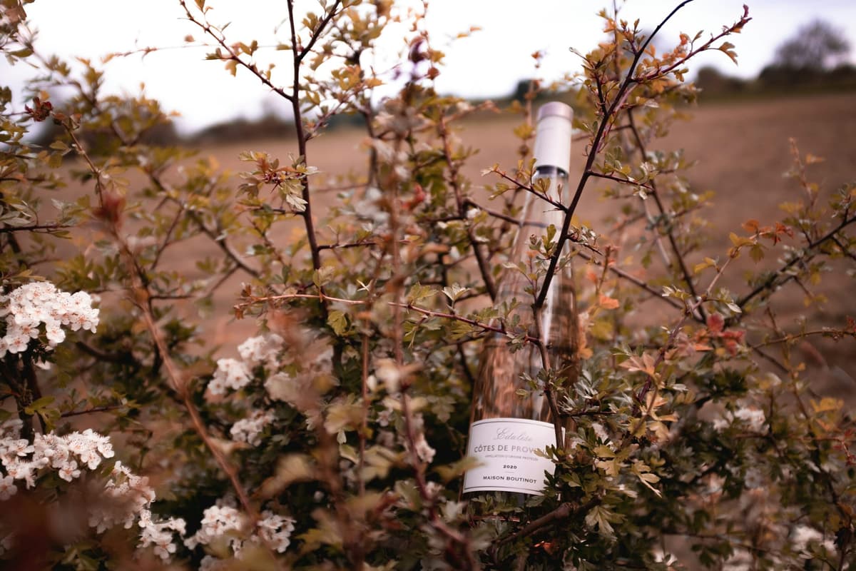 Vini rosé: qual è lo stato dell'arte in Italia rispetto alla Francia