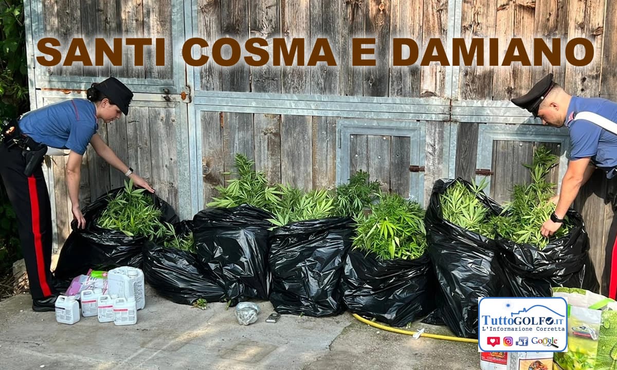 Coltivava marijuana a Santi Cosma e Damiano. In casa aveva 54 piante in fase di essiccazione