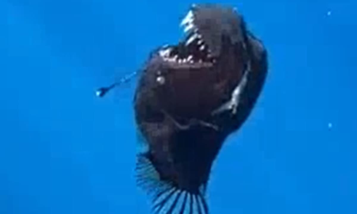 Filmato il Diavolo Nero nel mare di Tenerife