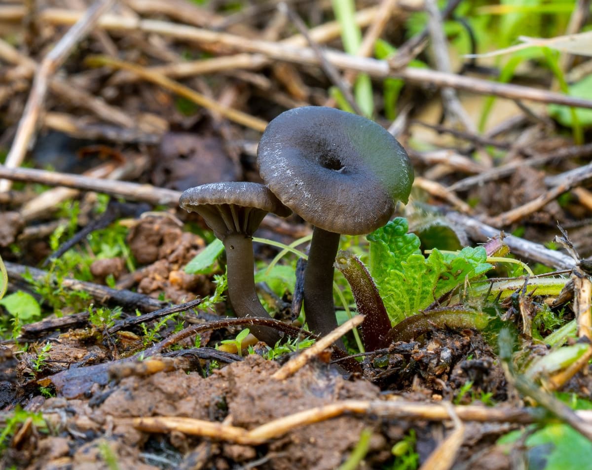 Arrhenia monsducalis: Una nuova specie di fungo porta il nome di una strada di Minturno