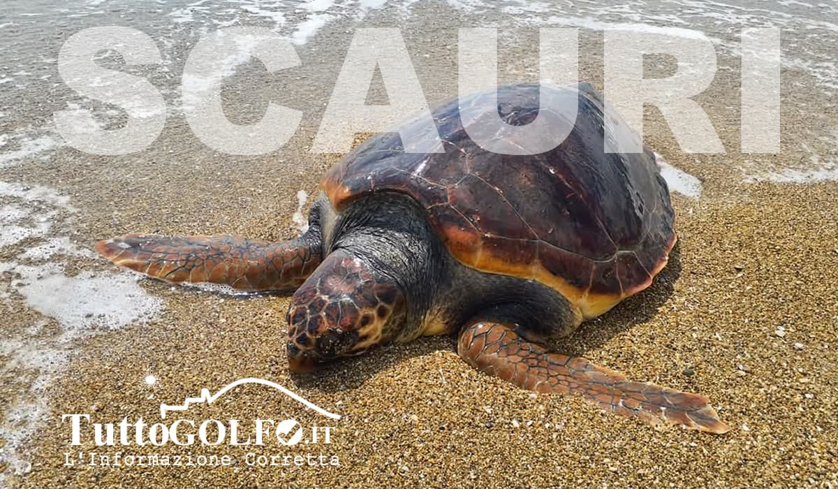 Minturno, seconda tartaruga Caretta Caretta trovata morta in tre settimane: avviati gli accertamenti
