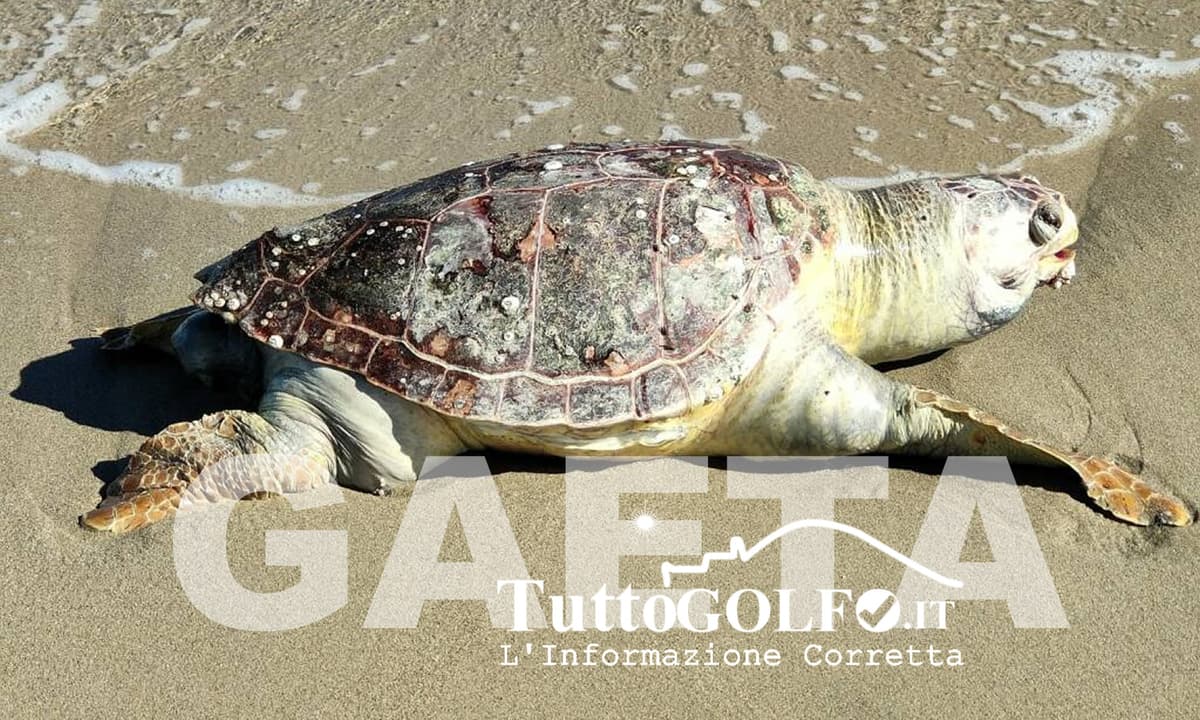 Strage silenziosa nel Golfo di Gaeta: quattro tartarughe e un delfino trovati morti in meno di quattro mesi