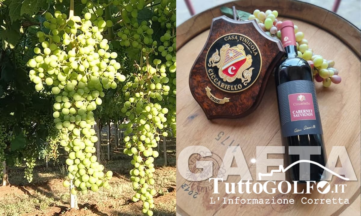 Il vino "Made in Gaeta" brilla a Siena: Ciccariello (CAVICI) tra le eccellenze premiate al Concorso Internazionale delle Città del Vino