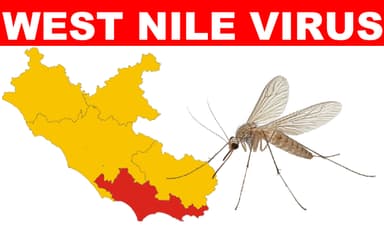 West Nile, il Lazio alza la guardia: 63 casi accertati. Latina resta l’area più colpita