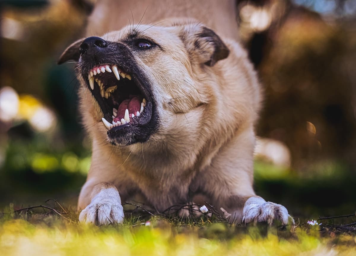 NEL LAZIO: “600.000 euro per abbattere animali domestici rinselvatichiti. La Regione ritiri subito questo bando vergognoso e Rocca la smetta di sperperare risorse.”