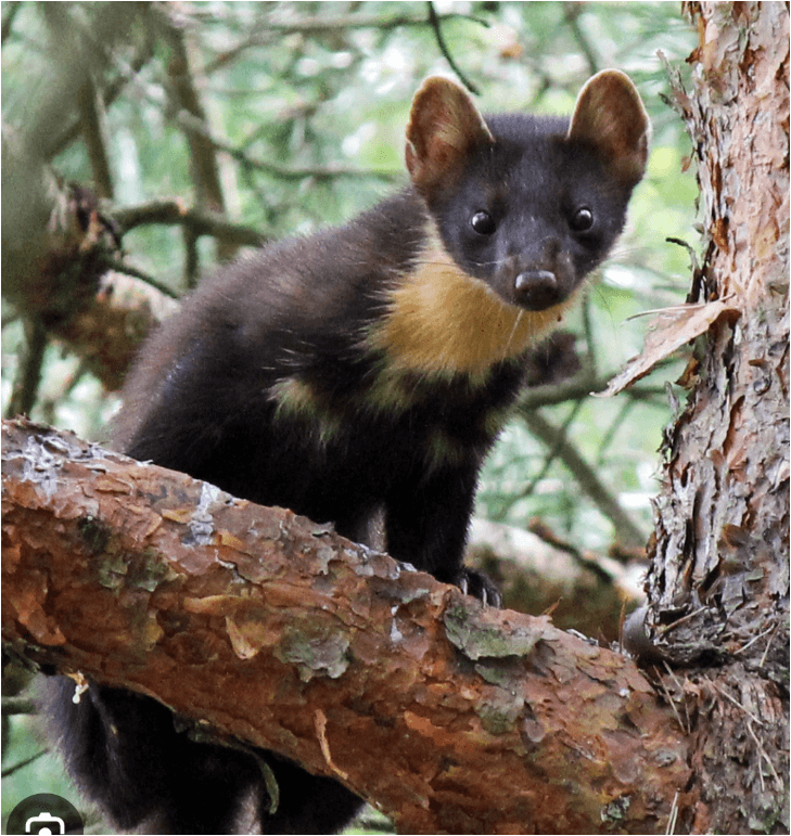 Monti Aurunci: gli animali che stanno diventando sempre più rari