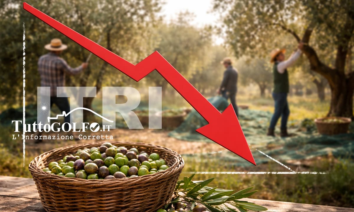 Resa delle olive in forte calo: parla Genesio Mancini del frantoio storico di Itri