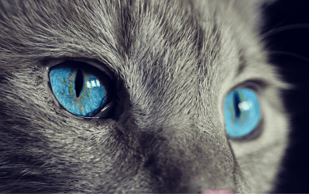 Richiamo alimentare: ritirato prodotto per animali per presenza di additivo non consentito