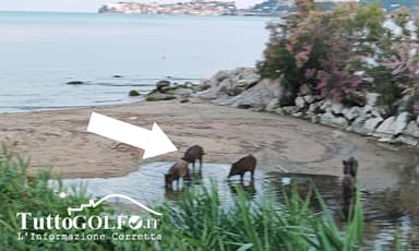 Formia - Cinghiale sull’arenile e caso di salmonellosi, Carta chiede chiarezza al Comune