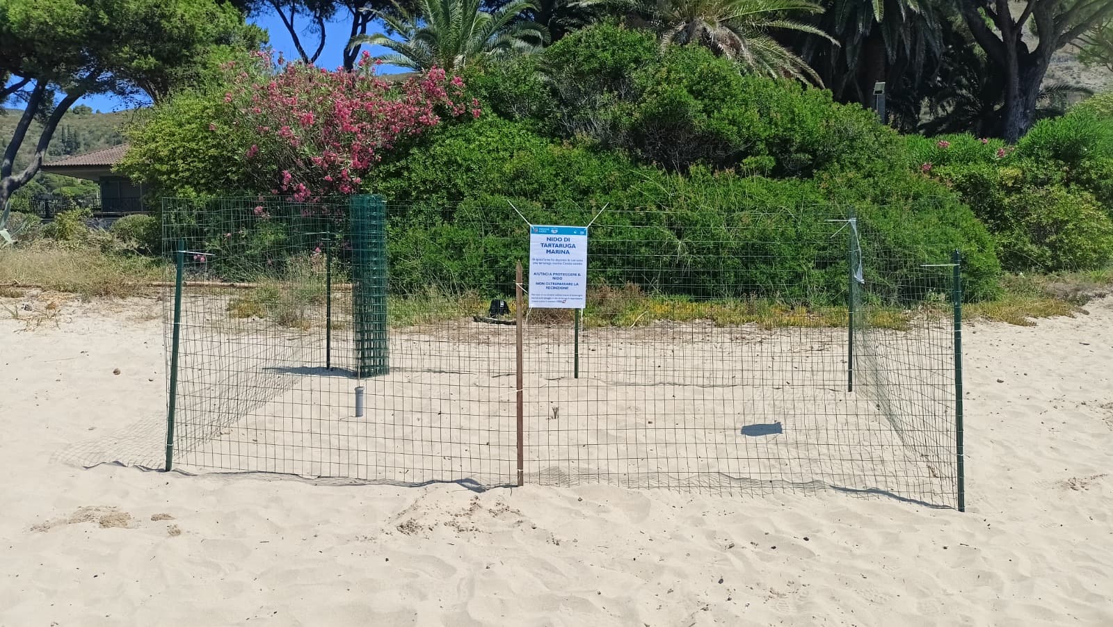 Nuovo nido di Caretta caretta a Sperlonga