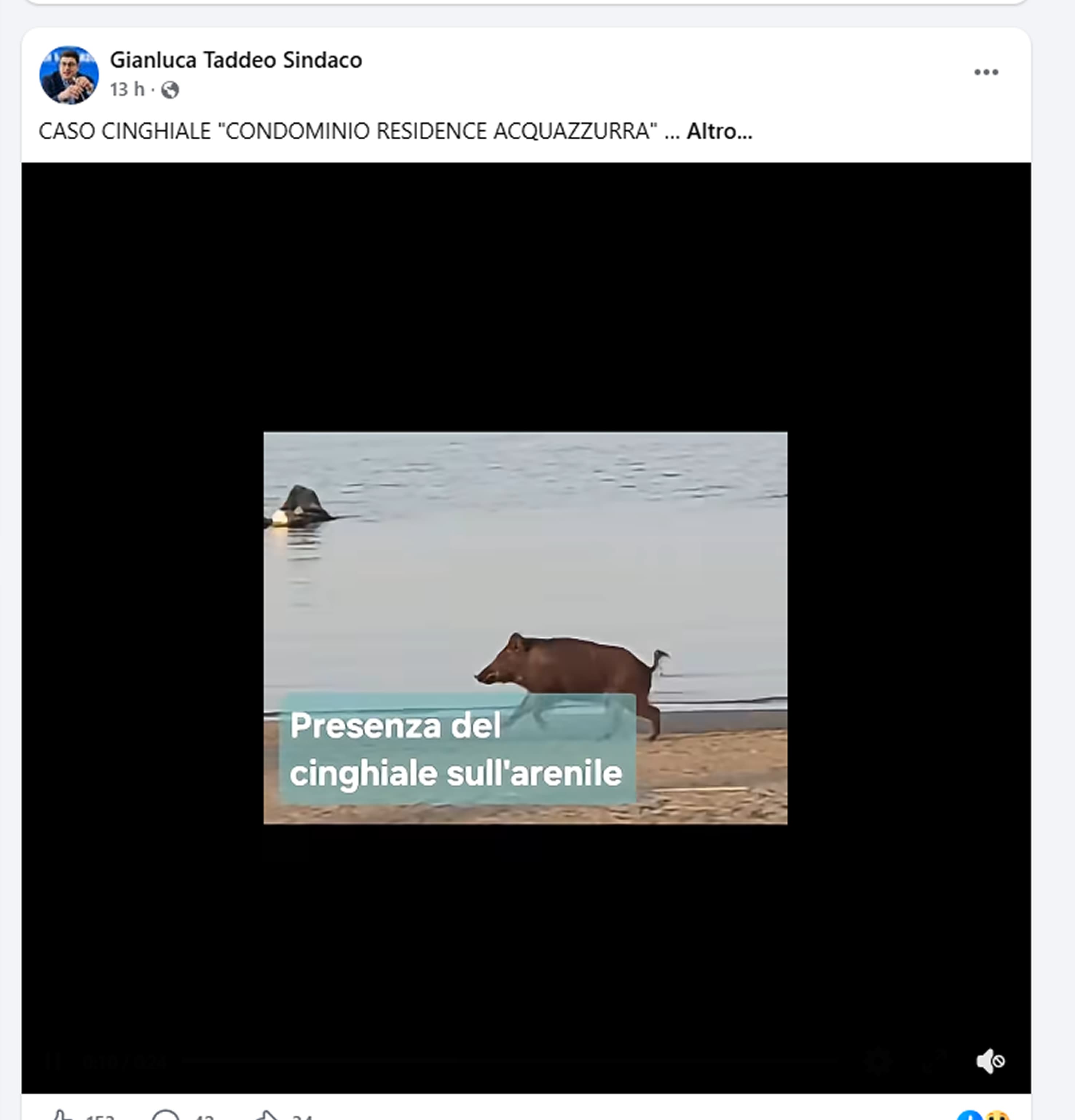 cinghiale in spiaggia a Formia