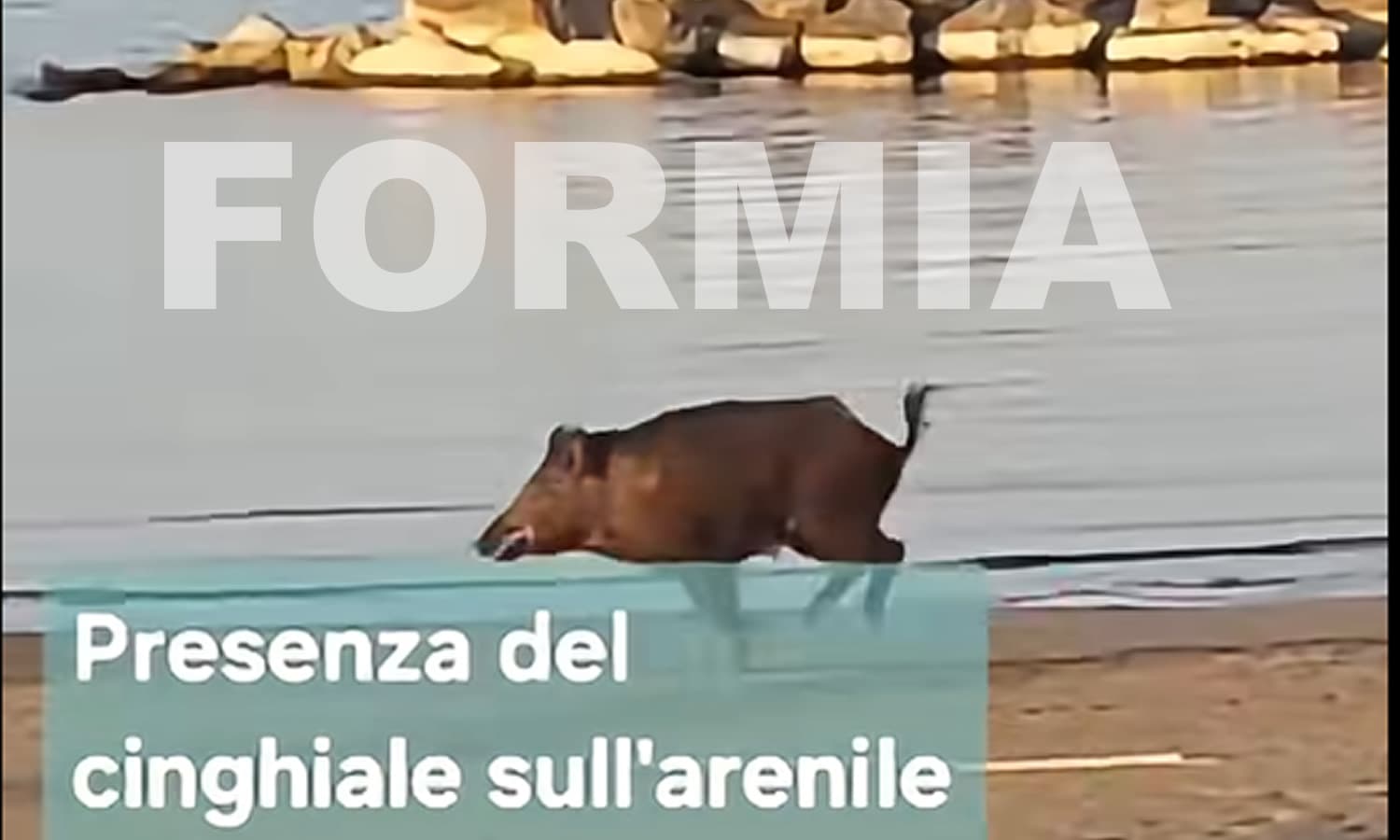 CINGHIALE FORMIA