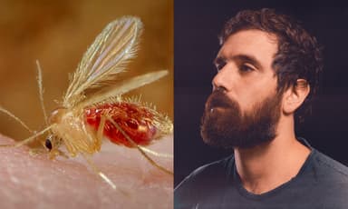 Toscana virus, cos’è l’infezione che ha colpito Tommaso Paradiso: sintomi, trasmissione e rischi