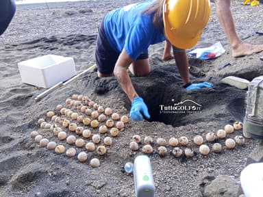 Dalla Riviera di Ulisse a Ventotene: si conclude la stagione di nidificazione delle Caretta caretta