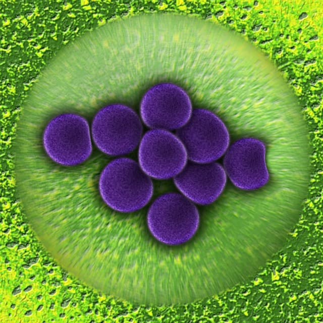 Il suolo: biomassa vivente per un'agricoltura rispettosa