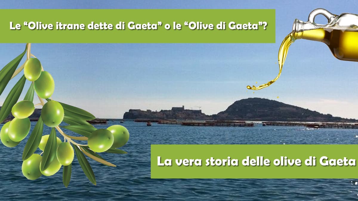 le Olive Itrane dette di Gaeta, o le Olive di Gaeta?