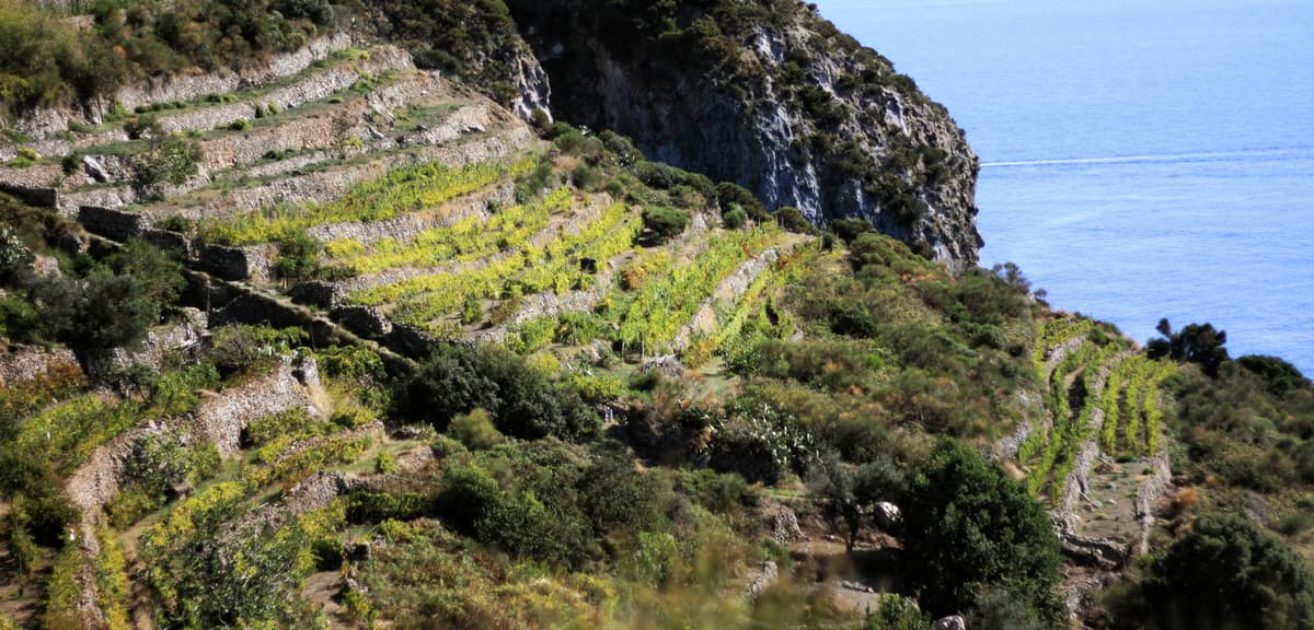 Fieno di Ponza premiato alla "Vigna di sarah Bio per l'agricoltura eroica'19" a Vittorio Veneto