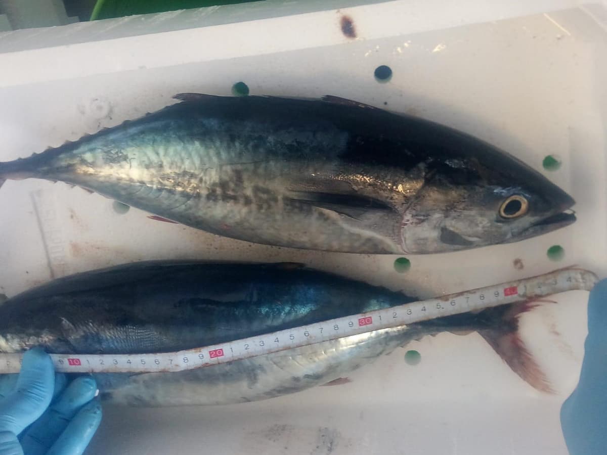GAETA - Sequestro di tonno rosso pescato abusivamente
