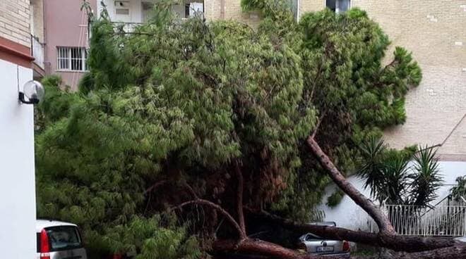 Allarme caduta alberi, chiusa ieri al traffico una parte del Lungomare Caboto