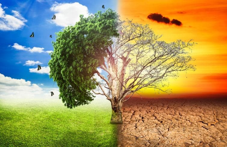 Don Simone: "Dobbiamo ricominciare a rispettare il creato, iniziamo piantando un albero"