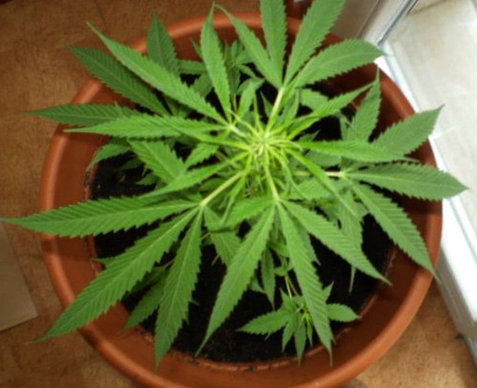 Deteneva in casa 3 piante di marijuana e hashish