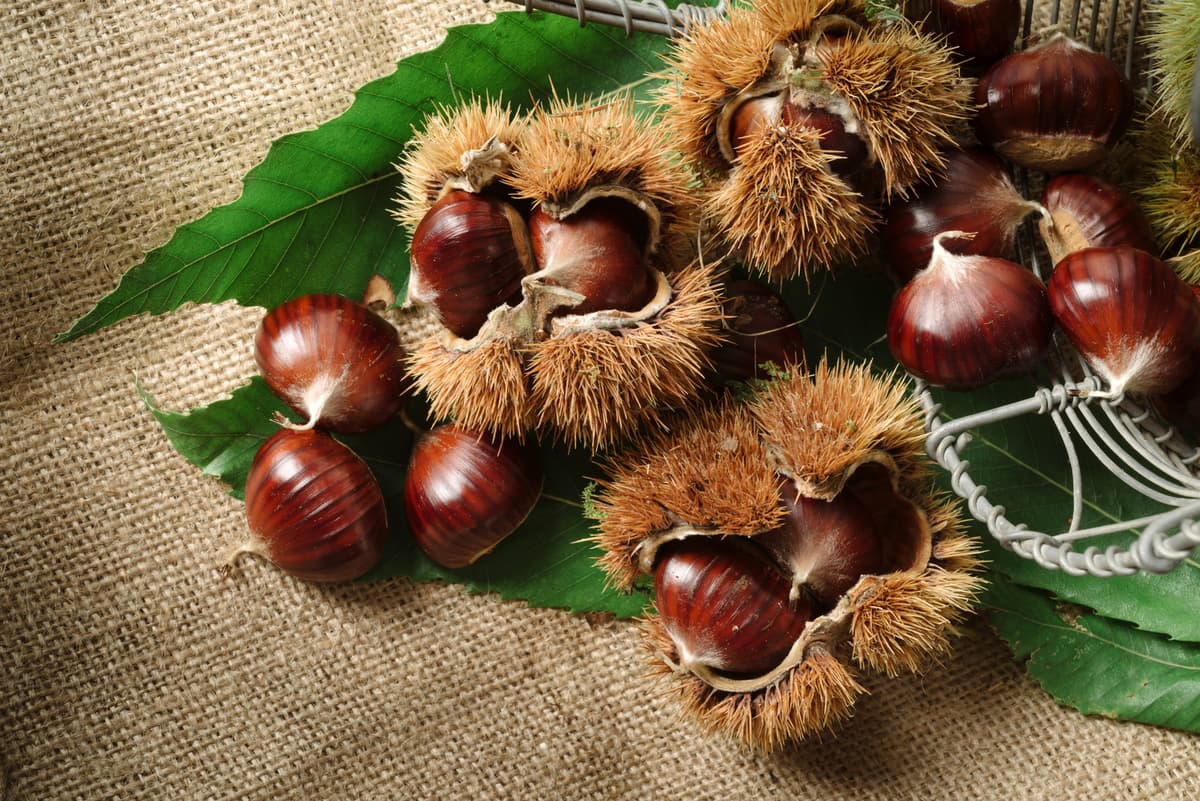La festa di San Martino e la Sagra delle Castagne
