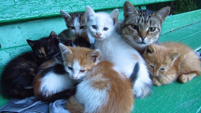 Formia ConTe invita l'Amministrazione alla sterilizzazione dei gatti come previsto dalla Legge