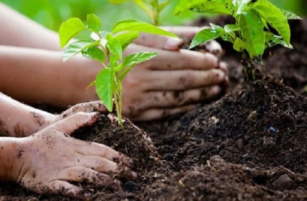 Formia, nasce il "Bosco dei Primi Nati" 2019