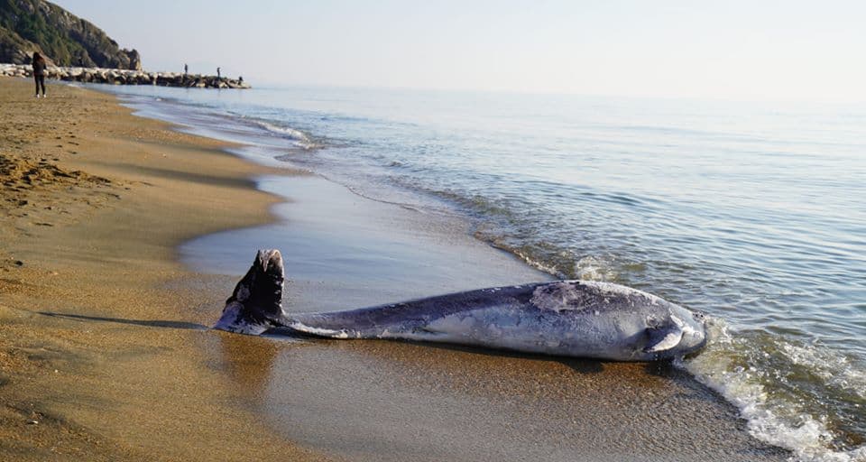 Rinvenuto cetaceo morto sulla riva a Marina di Minturno