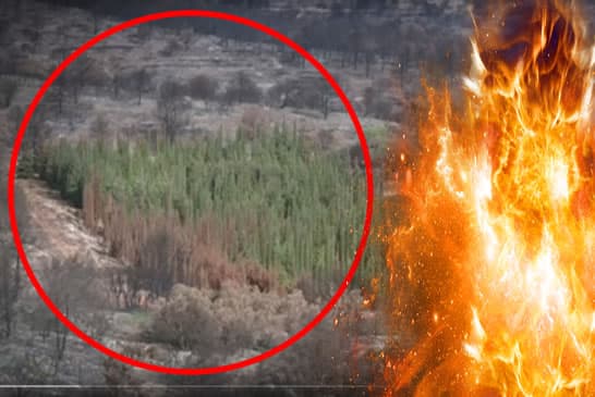 FORMIA - OBIETTIVO RIFORESTAZIONE DEL MONTE REDENTORE