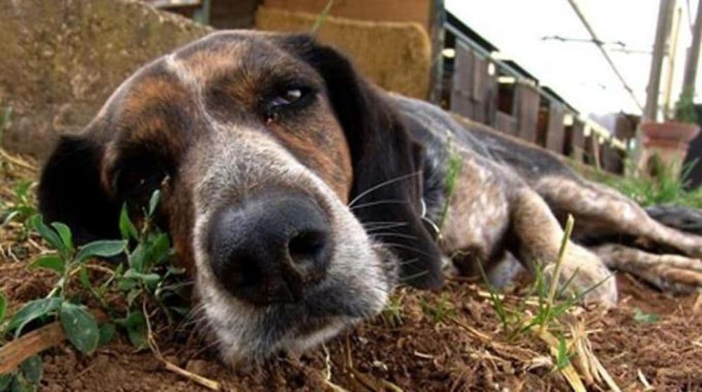 Itri, allarme cani avvelenati