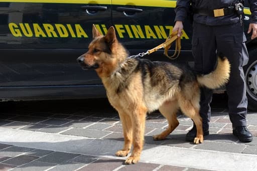 GAETA: IL CANE ANTIDROGA DAFIL IMITA IL FAMOSO REX