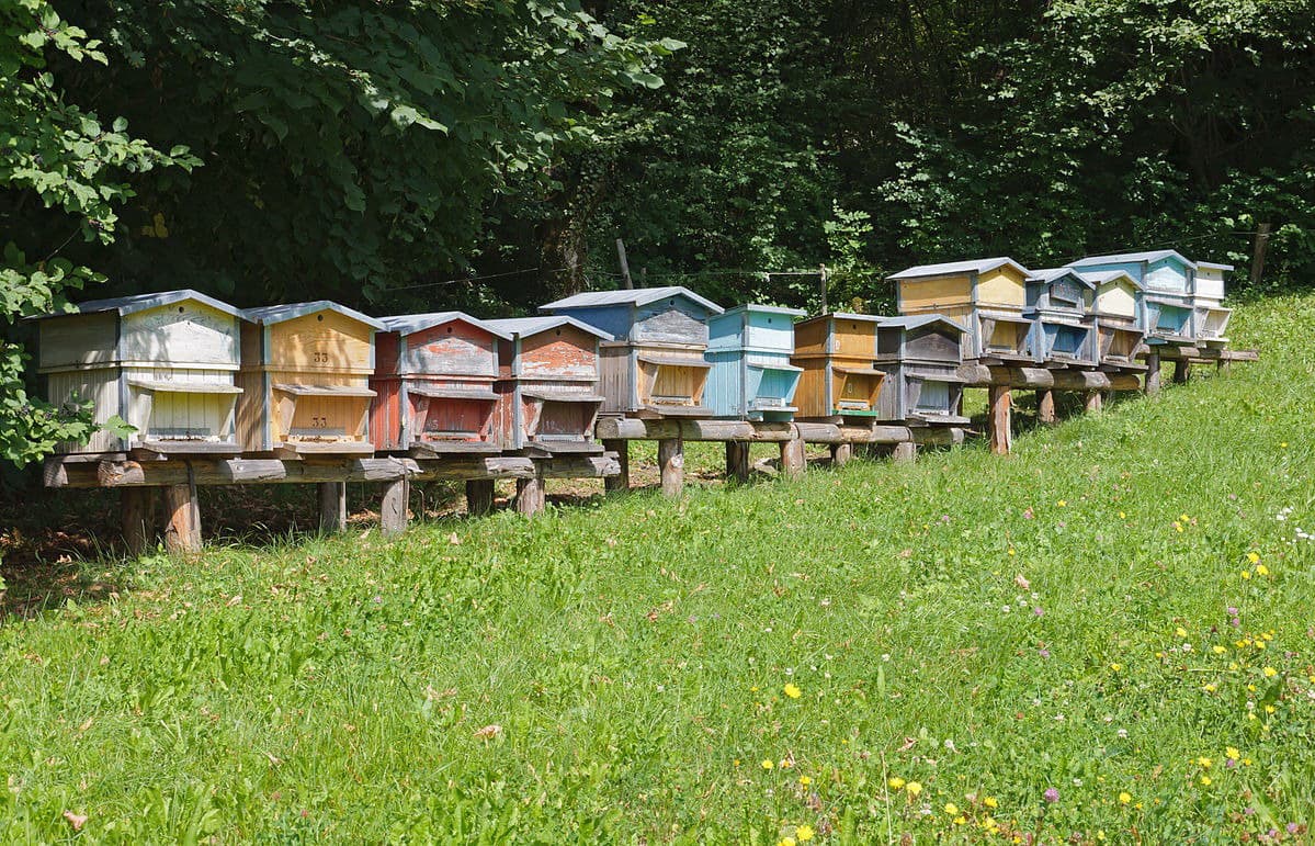 IL PARCO RIVIERA DI ULISSE AVVIA LA FORMAZIONE DI APICOLTORI
