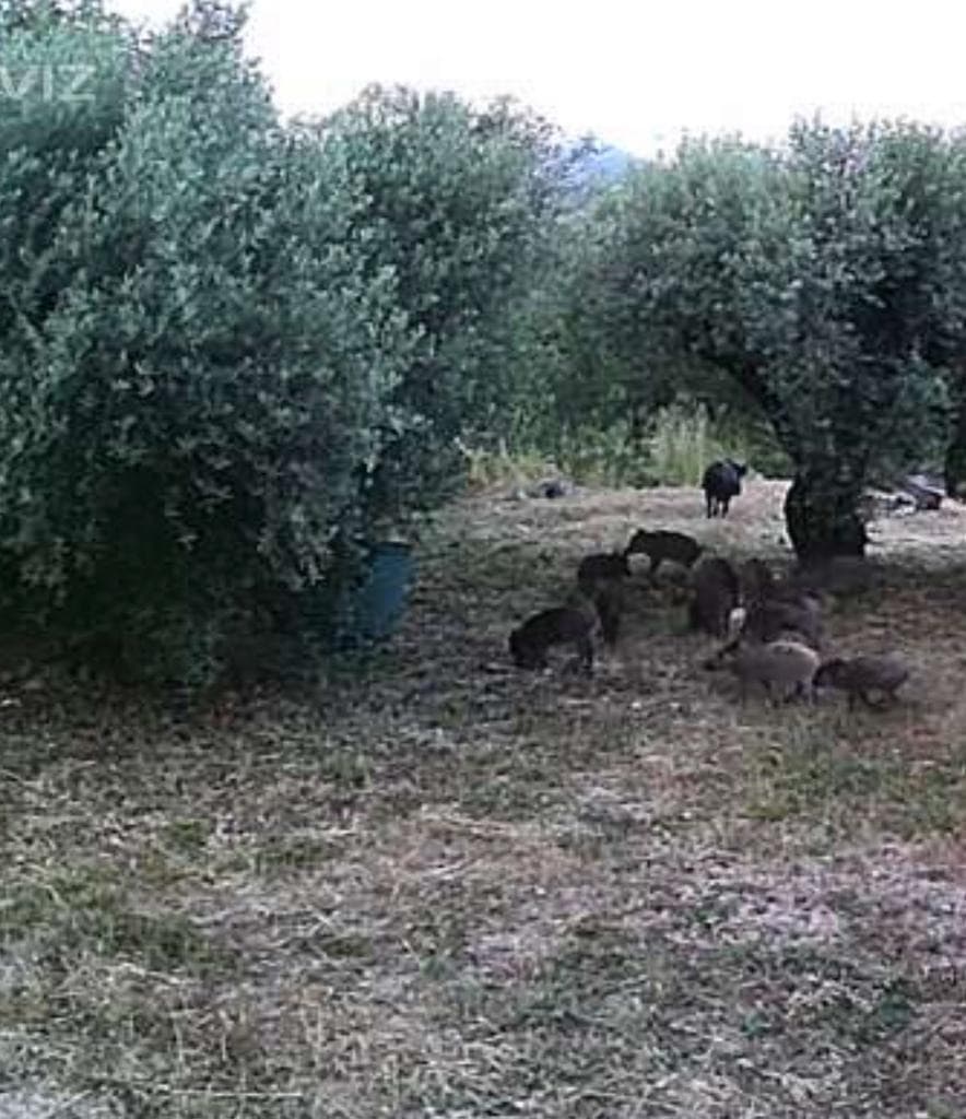 ITRI - Risveglio con i cinghiali in giardino