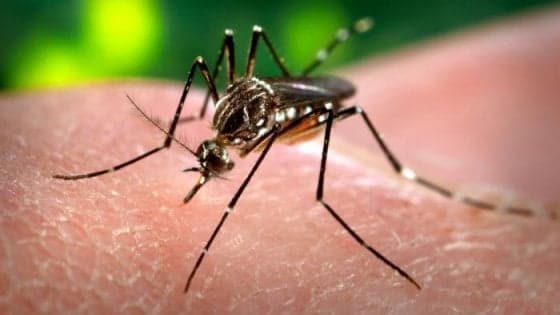 Ventotene: avviso di disinfestazione contro le zanzare