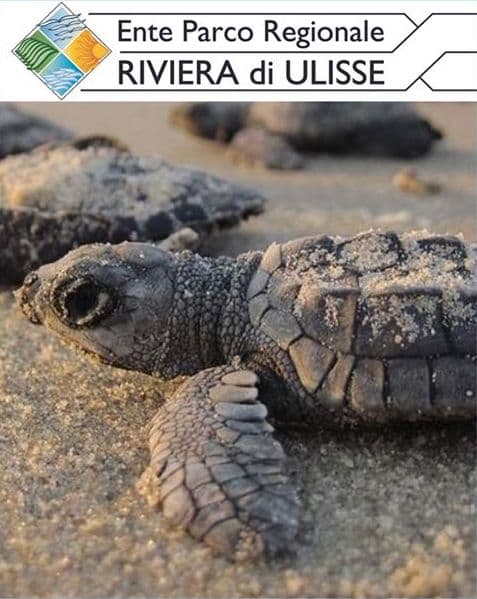 "I piccoli di tartaruga hanno bisogno di te", l'appello del Parco