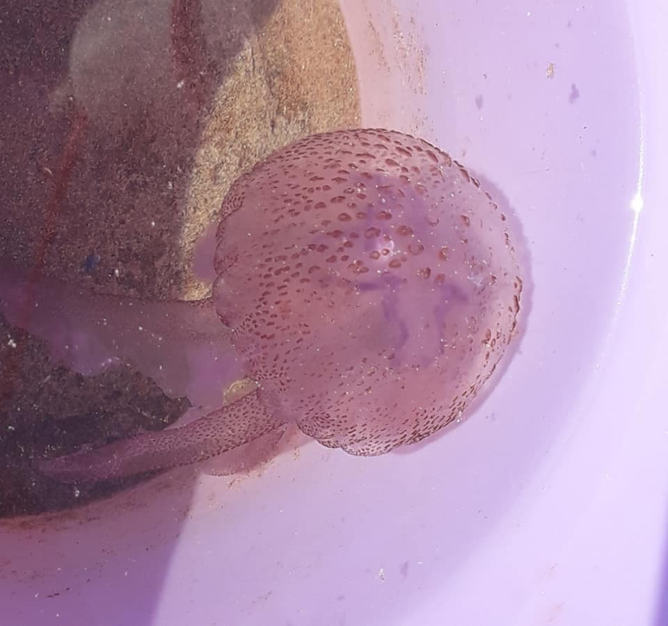 Meduse nel Golfo, le raccomandazioni degli assistenti bagnanti