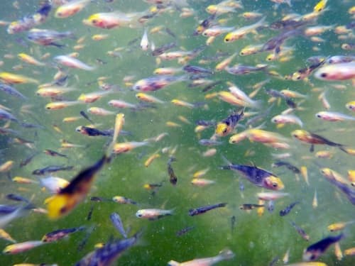 FORMIA: PROTERVIA FRANCESE CON TRE AUTOARTICOLATI PIENI DI AVANNOTTI. VERBALI ELEVATI DALLA GUARDIA COSTIERA
